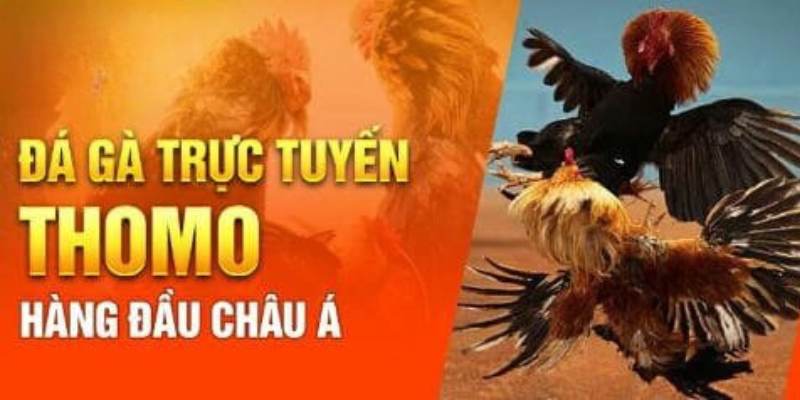 Sân chơi đá gà trực tuyến Thomo